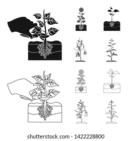 Vector illustration of plant and bean symbol. Set of plant and process vector icon for stock.