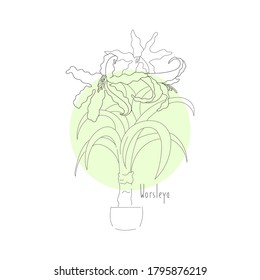 vector illustration plant blue amaryllis hand line contour and text on a white background
