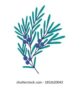 Vector illustration. Сute plant with blue berries. Juniper isolated on white background. Decorative art. 