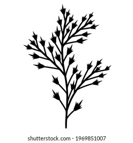 Vector illustration of a plant branch with thorns. Hand-drawn thin outline, black doodle. Botanical motif icon isolated on white background