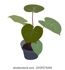 Vector illustration is a plant called alocasia polly amazon sheild african but in Indonesia this plant is called taro