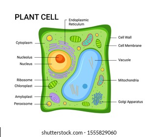 Vector illustration of the Plant cell anatomy structure. Infographic with nucleus, mitochondria, endoplasmic reticulum, golgi apparatus, cytoplasm, wall membrane 