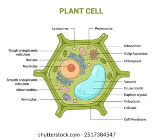 Ilustração vetorial da estrutura anatômica da célula vegetal. Infográfico educacional 