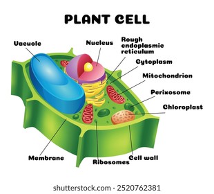 Ilustración vectorial de la estructura de la anatomía de las células vegetales. Infografía educativa