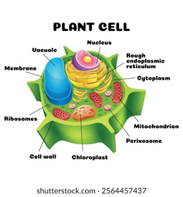 Vector illustration of the Plant cell anatomy structure. Educational infographic