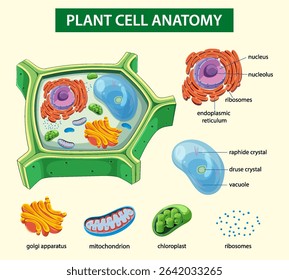 Vector illustration of plant cell anatomy with labeled organelles, vibrant colors, and clear composition for educational purposes