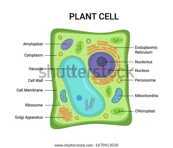 Vector illustration of the Plant cell\
anatomy structure. Educational infographic\
