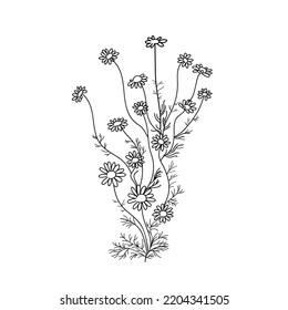 Vector illustration plant chamomile hand line contour on a white background