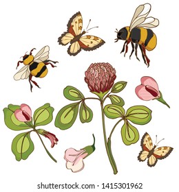 vector illustration with plant clover, bumblebee and butterfly elements