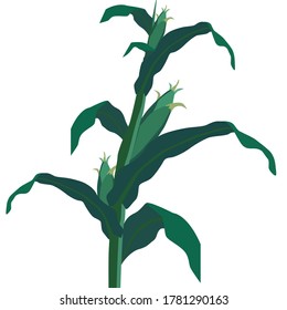 vector illustration plant corn on the cob.  corn bush isolated on white background.