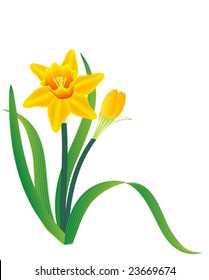 Vector illustration of a plant of daffodil