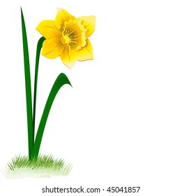 Vector illustration of a plant of daffodil