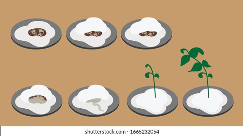 Vector Illustration of a Plant Experiment,  Beans growing in Cotton, Germination Science 