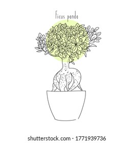 vector illustration plant ficus panda hand line contour and text on a white background