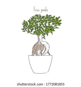 vector illustration plant ficus panda color hand line contour and text