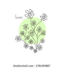 vector illustration plant flower cosmos hand line contour and text on a white background