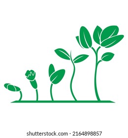 vector illustration of plant growing process, isolated on white background