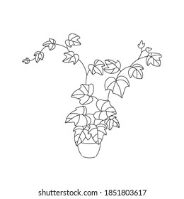 vector illustration plant Hedera helix hand line contour and text on a white background