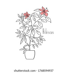 vector illustration plant hibiscus hand line contour and text