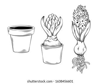 Vector illustration of plant hyacinth in pot and with roots, and empty pot, isolated on a white background, garden maintenance, landscaping and hobby concept, sketch style, line art.