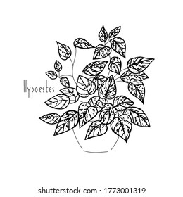 vector illustration plant Hypoestes hand line contour and text on a white background