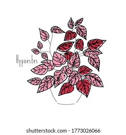 Vektorgrafik-Pflanze Hypoestes-Kontur und Text auf weißem Hintergrund