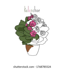 ilustración vectorial planta kalanchoe línea de la mano de la planta contorno y texto