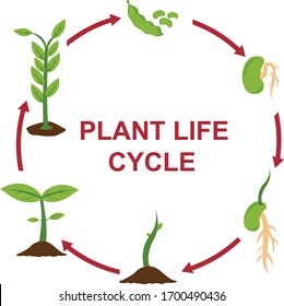 Plant Life Cycle High Res Stock Images Shutterstock