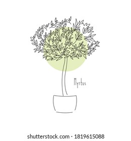 vector illustration plant myrtus hand line contour and text on a white background