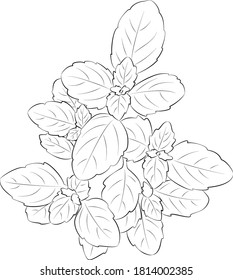 Vector illustration of a plant on a white background. Indoor plant. Foliage elements.