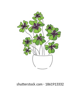 vector illustration plant oxalis green color hand line contour on a white background