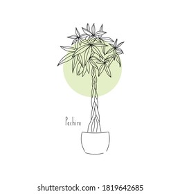 vector illustration plant pachira tree hand line contour and text on a white background