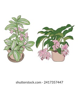 vector illustration of plant in pot