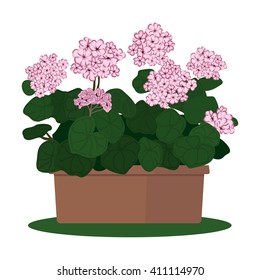 Vector illustration plant in pot. Blooming geranium