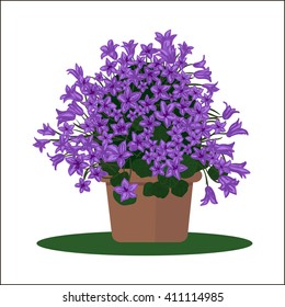 Vector illustration plant in pot. Blooming flower. Bellflower