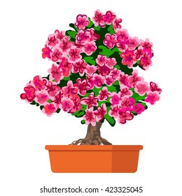Vector illustration plant in pot, Blooming tree Azalea. 
