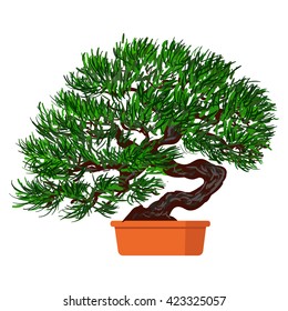 Vector illustration plant in pot. Bonsai dwarf tree.