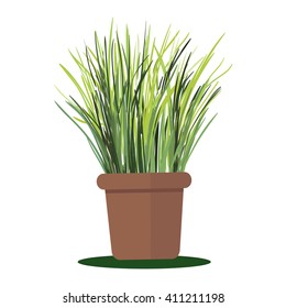 Vector illustration plant in pot. Grass