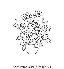 vector illustration plant Rose hand line contour and text on a white background