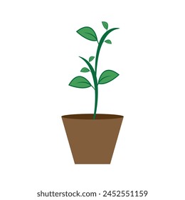 vector illustration of plant seedling in pot.