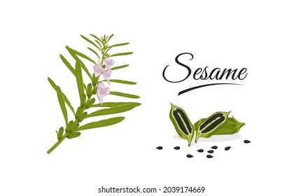 Vector illustration, plant and sesame seeds (Sesamum indicum), isolated on white background, as elements or templates.