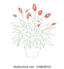 vector illustration plant spathiphyllum hand line contour and text