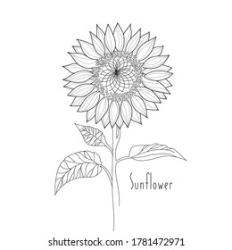 ilustración vectorial planta contorno de línea de mano de girasol y texto sobre fondo blanco