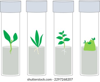 Vector illustration of plant tissue culture