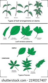 Vector illustration of Plant Tissue Systems. Labeled biological structure diagram. Anatomical diagram with microscopic graph of leaf, stem and root. Internal vascular, dermal and soil cross-section of