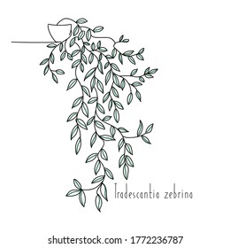 vector illustration plant Tradescantia zebrina hand line contour and text on a white background