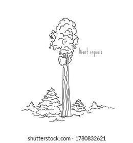 ilustración vectorial árbol de planta secuoya gigante contorno de la línea de mano y texto sobre fondo blanco