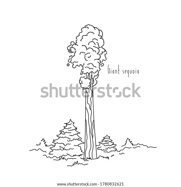 california state tree coloring page