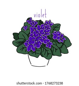 vector illustration plant violet hand line contour color and text