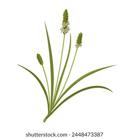 Vector illustration, Plantago ovata, also known as ispaghula dan psyllium, isolated on white background.